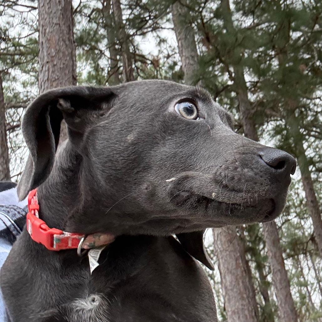 Enlarge Parker Rose, a Adoptable mixed breed in Hattiesburg, MS image 1/1