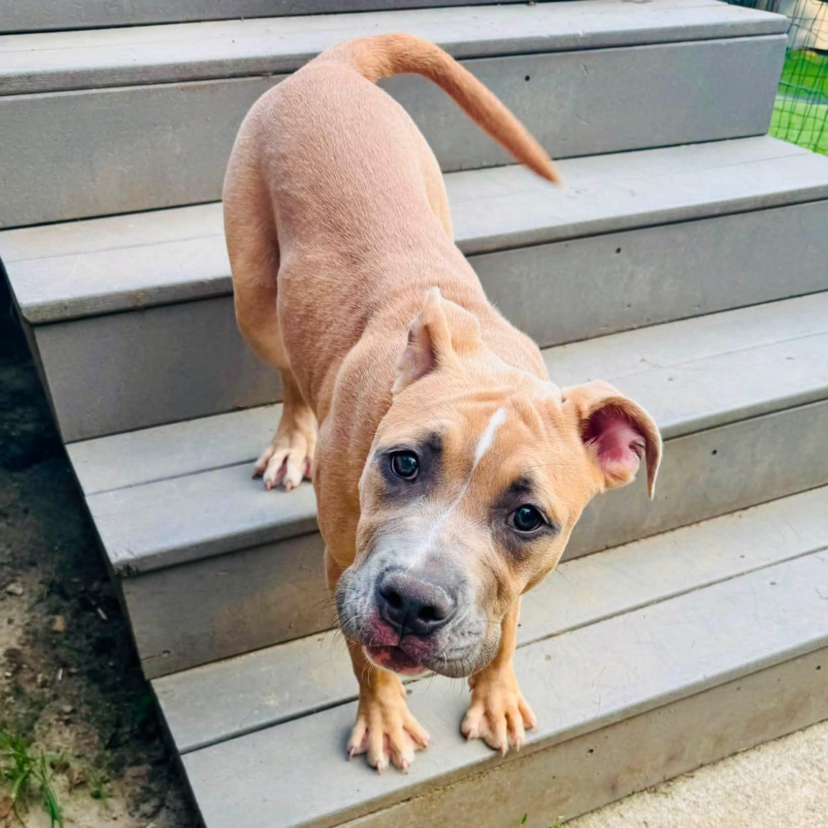 Maple, adopted, Puppy Female American Staffordshire Terrier & American Bully.