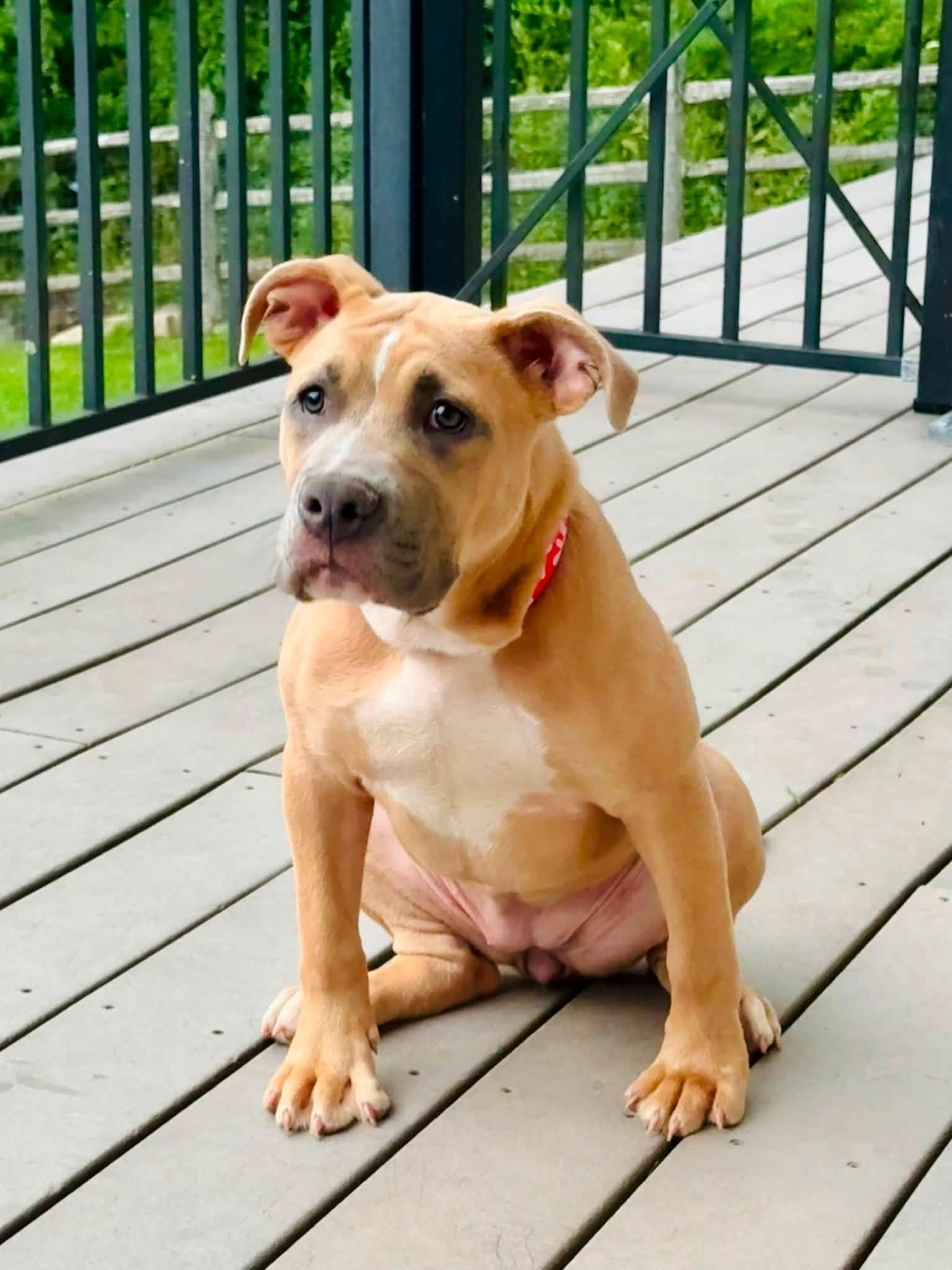 Enlarge Maple, a ADOPTABLE mixed breed in Bethel, CT image 5/6