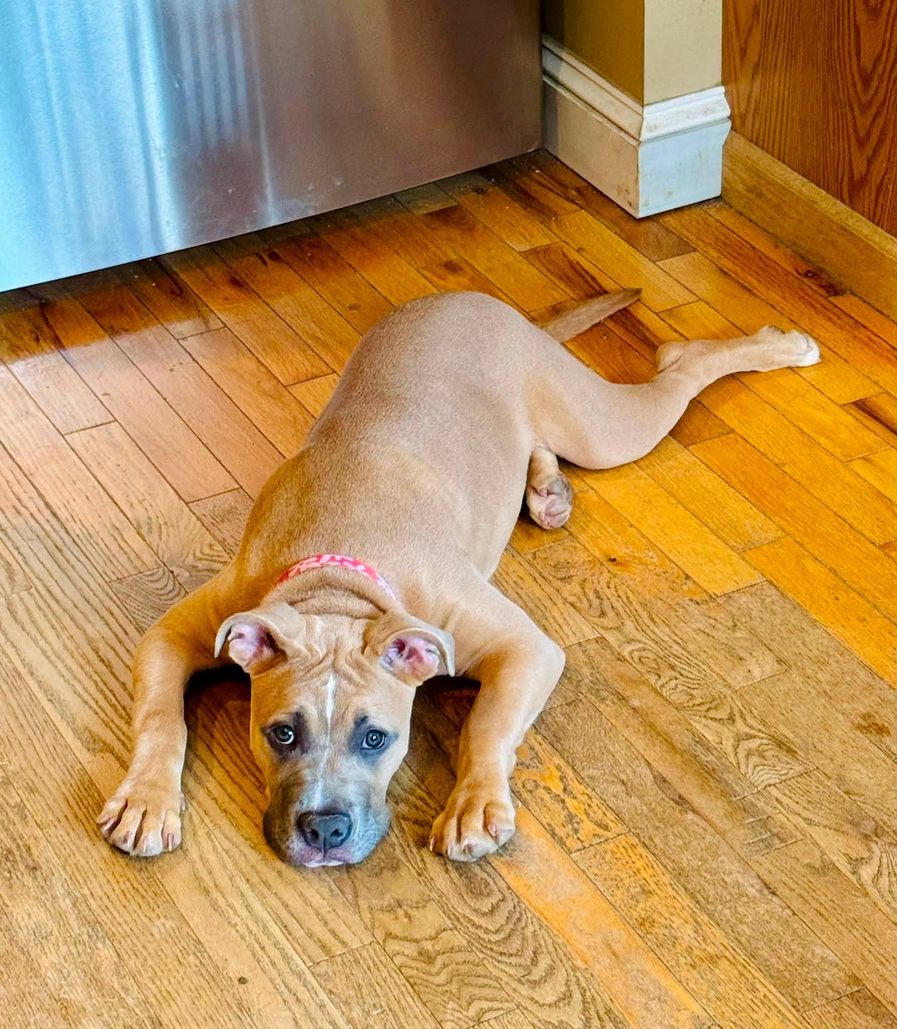 Enlarge Maple, a ADOPTABLE mixed breed in Bethel, CT image 2/6