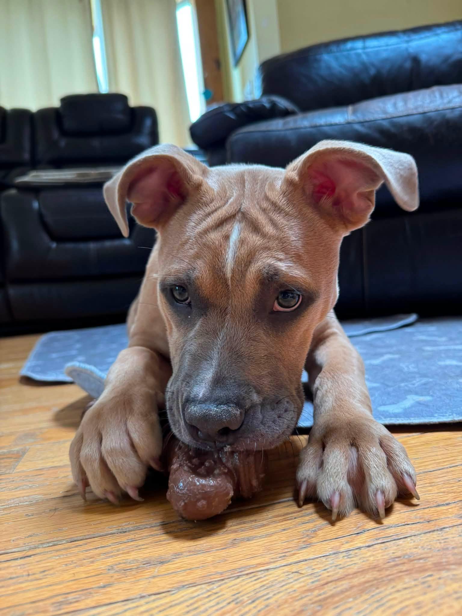 Enlarge Maple, a ADOPTABLE mixed breed in Bethel, CT image 3/6