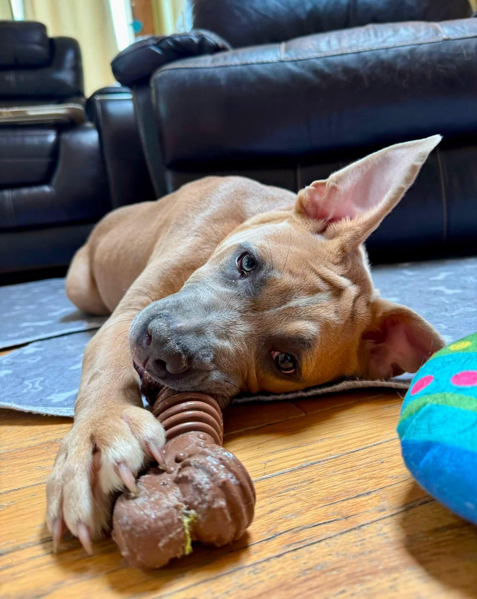 Enlarge Maple, a ADOPTABLE mixed breed in Bethel, CT image 6/6