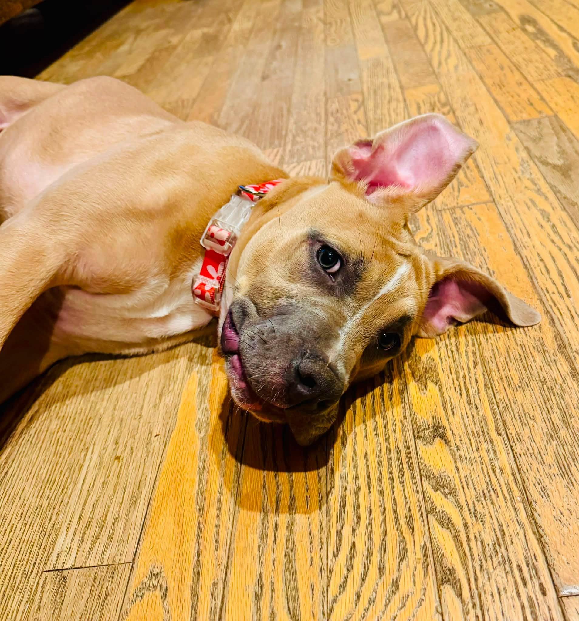 Enlarge Maple, a ADOPTABLE mixed breed in Bethel, CT image 4/6