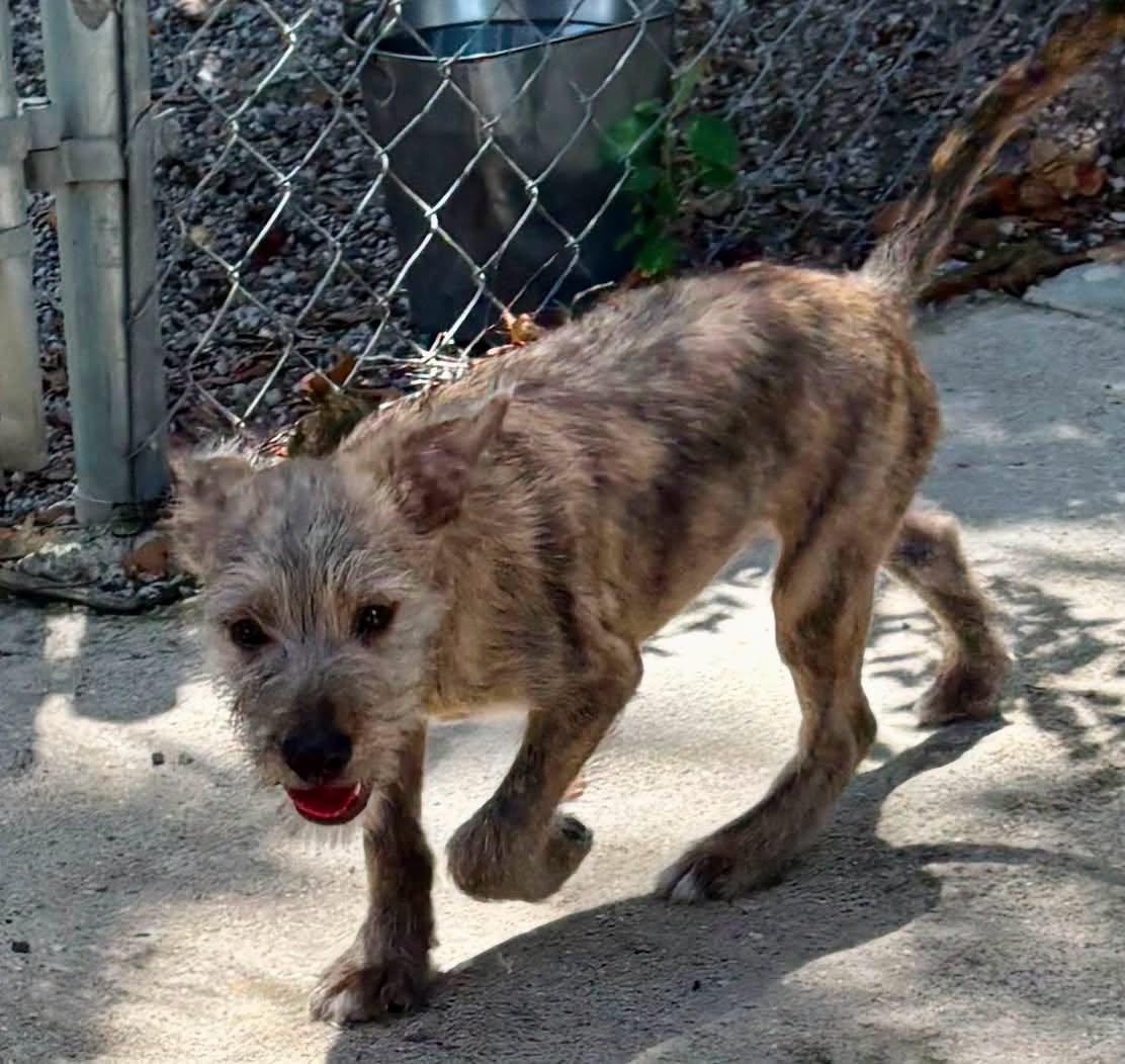 Murray, a ADOPTABLE mixed breed in Baton Rouge, LA image 2/2