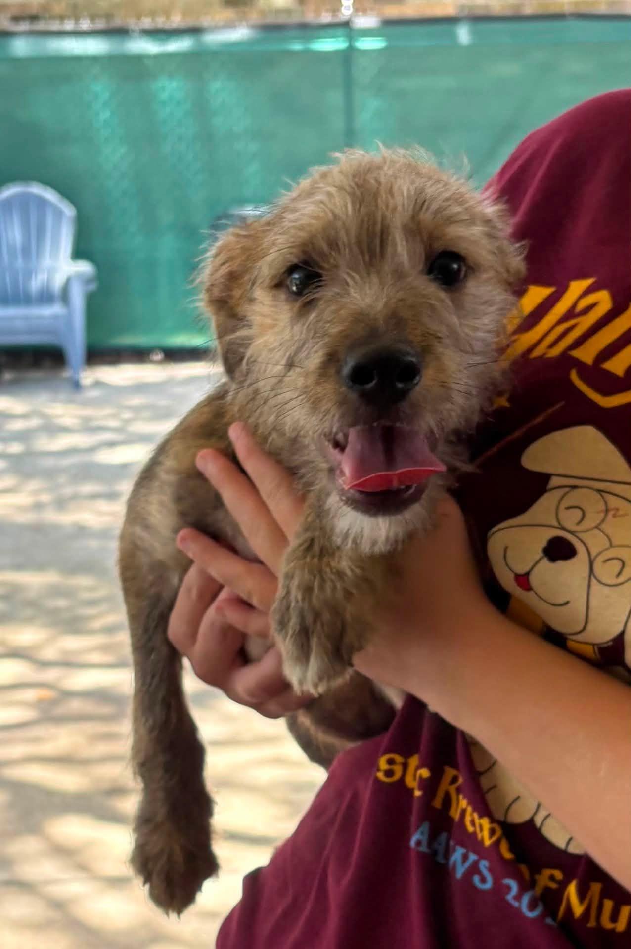 Murray, ADOPTABLE, Puppy Male Terrier.