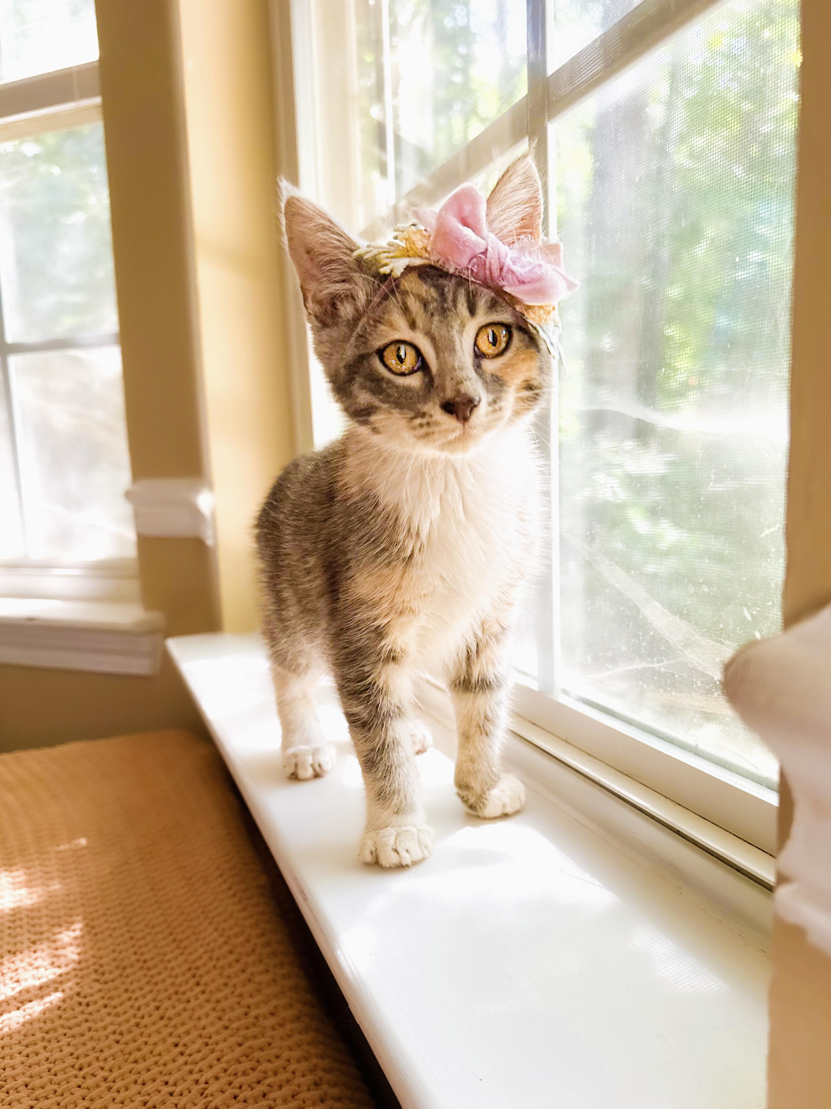 Enlarge Corn, a Adopted mixed breed in Charlotte, NC image 3/5