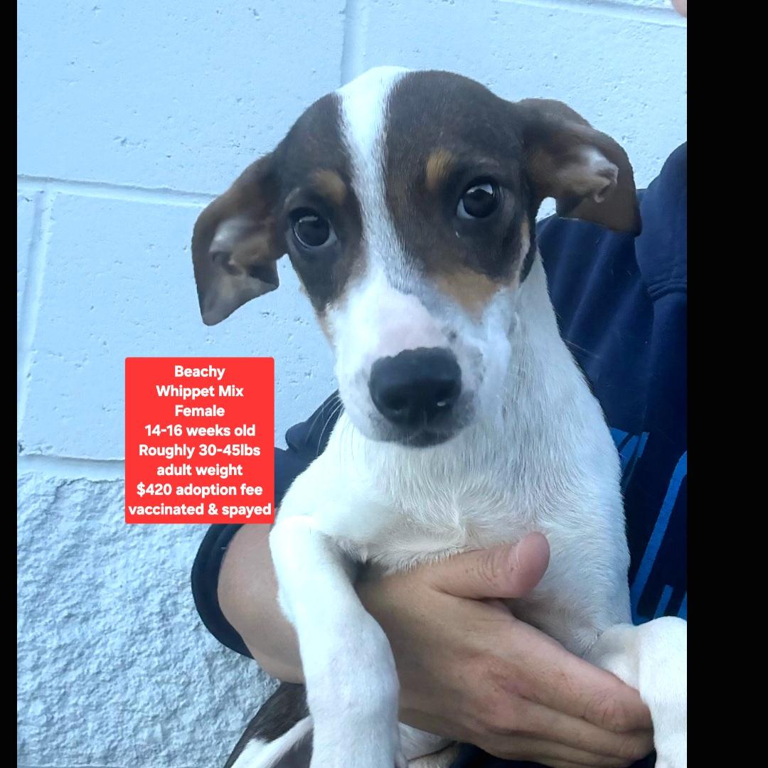 Enlarge Beachy, an adopted mixed breed in Oviedo, FL image 1/1