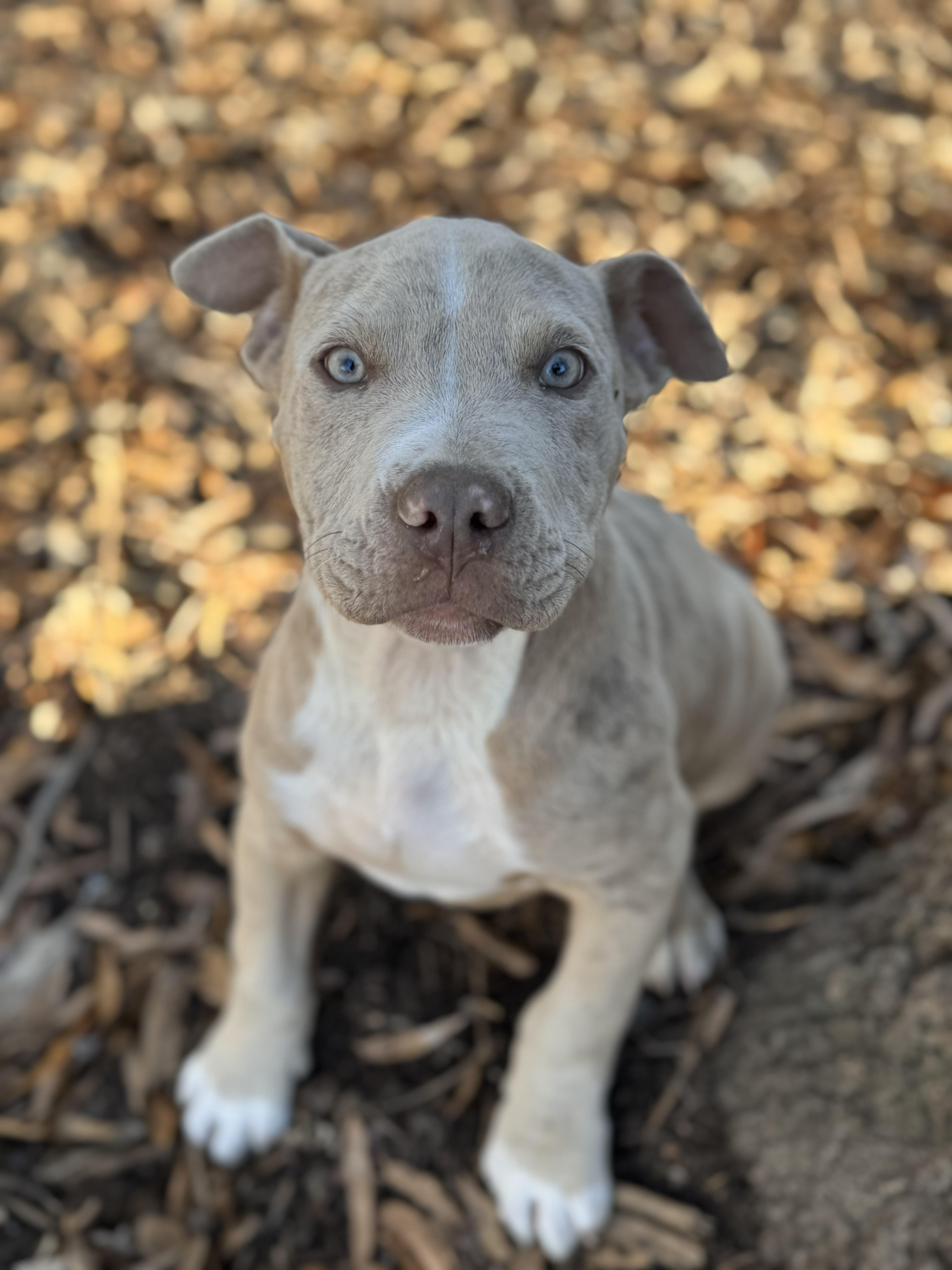 Rudy, adopted, Puppy Male Pit Bull Terrier.