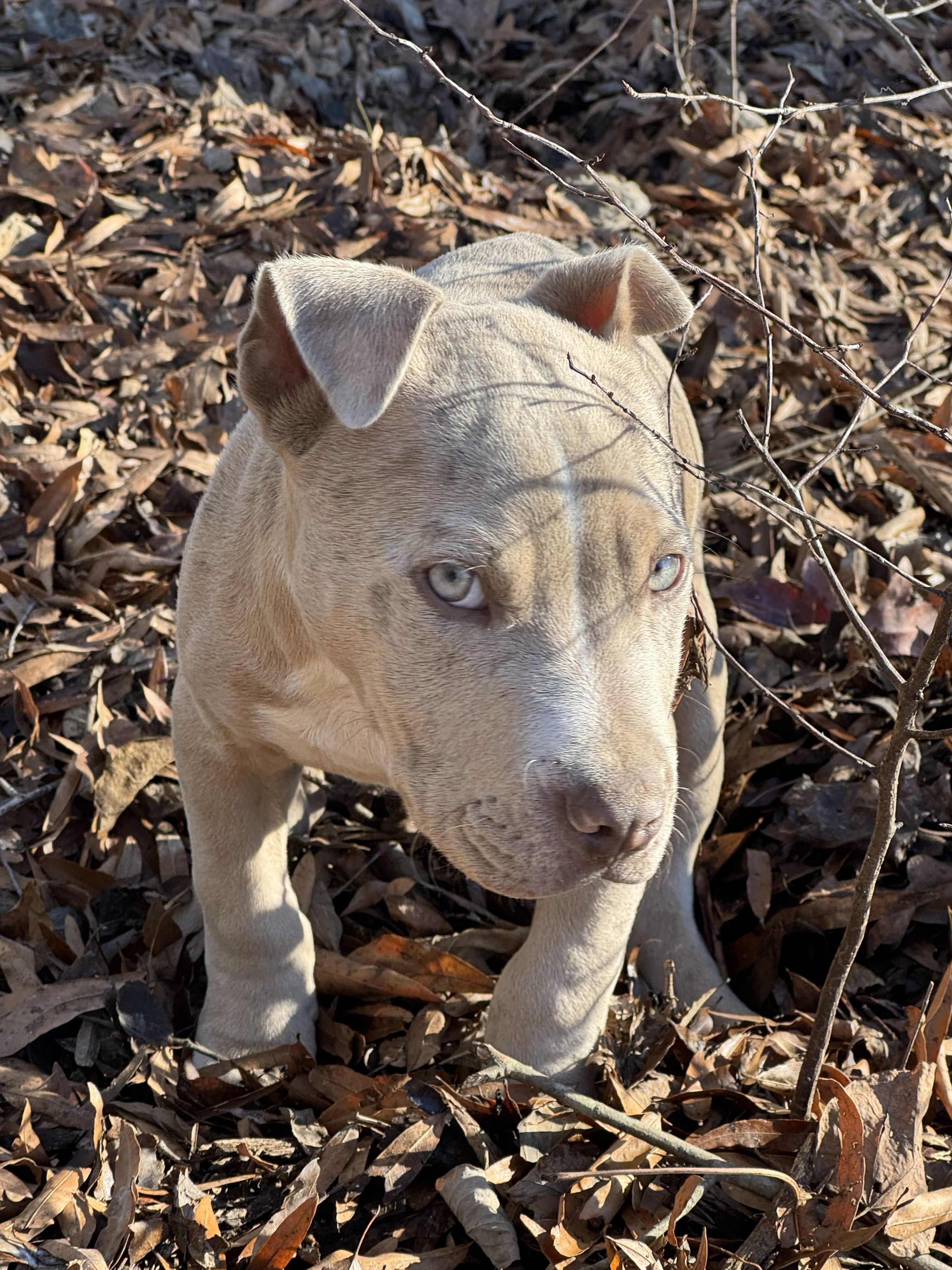 Rudy, an adopted Pit Bull Terrier in Denver, NC image 2/3