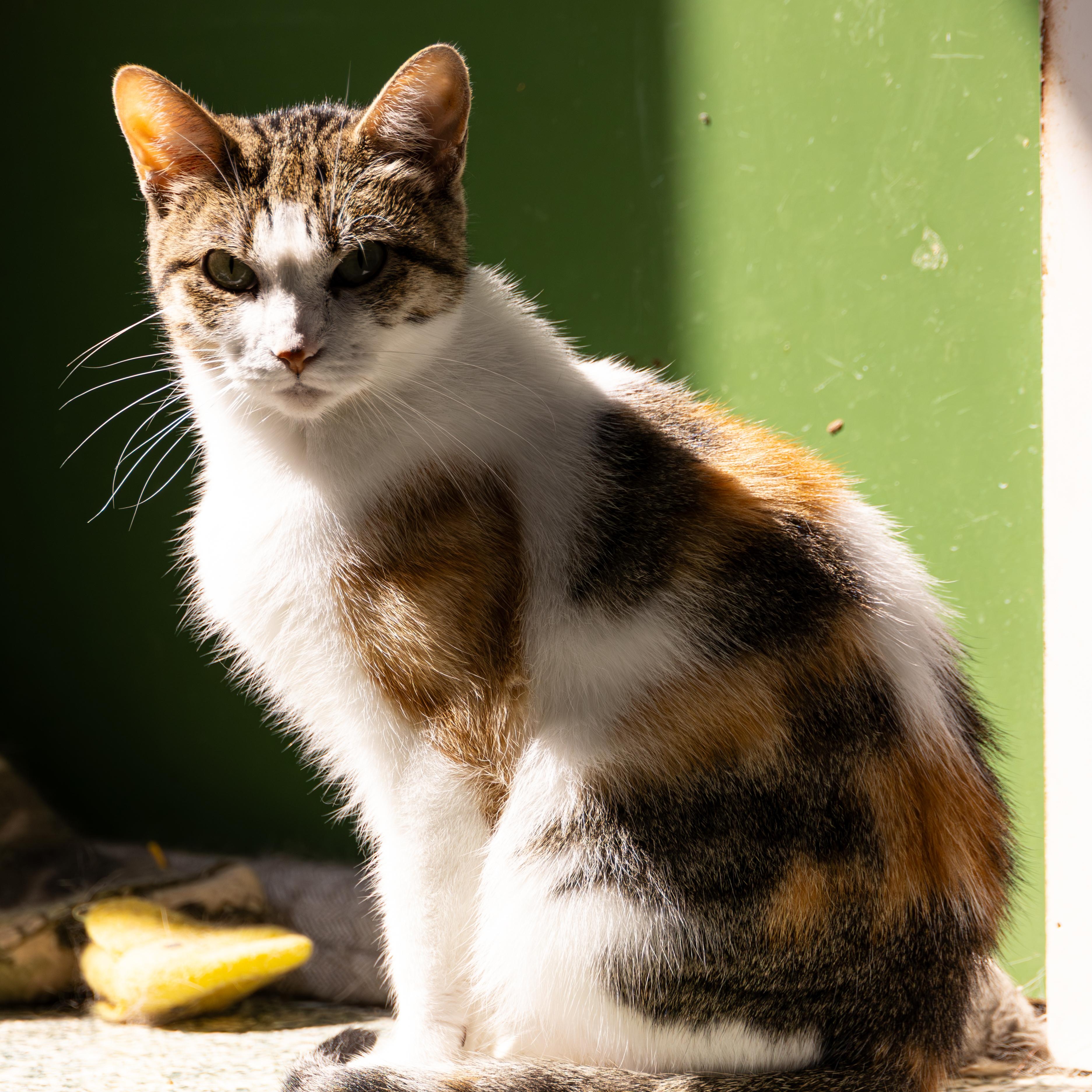 Sheila - Adoption Fee Sponsored!, an adoptable Domestic Short Hair in Richland Center, WI, 53581 | Photo Image 4