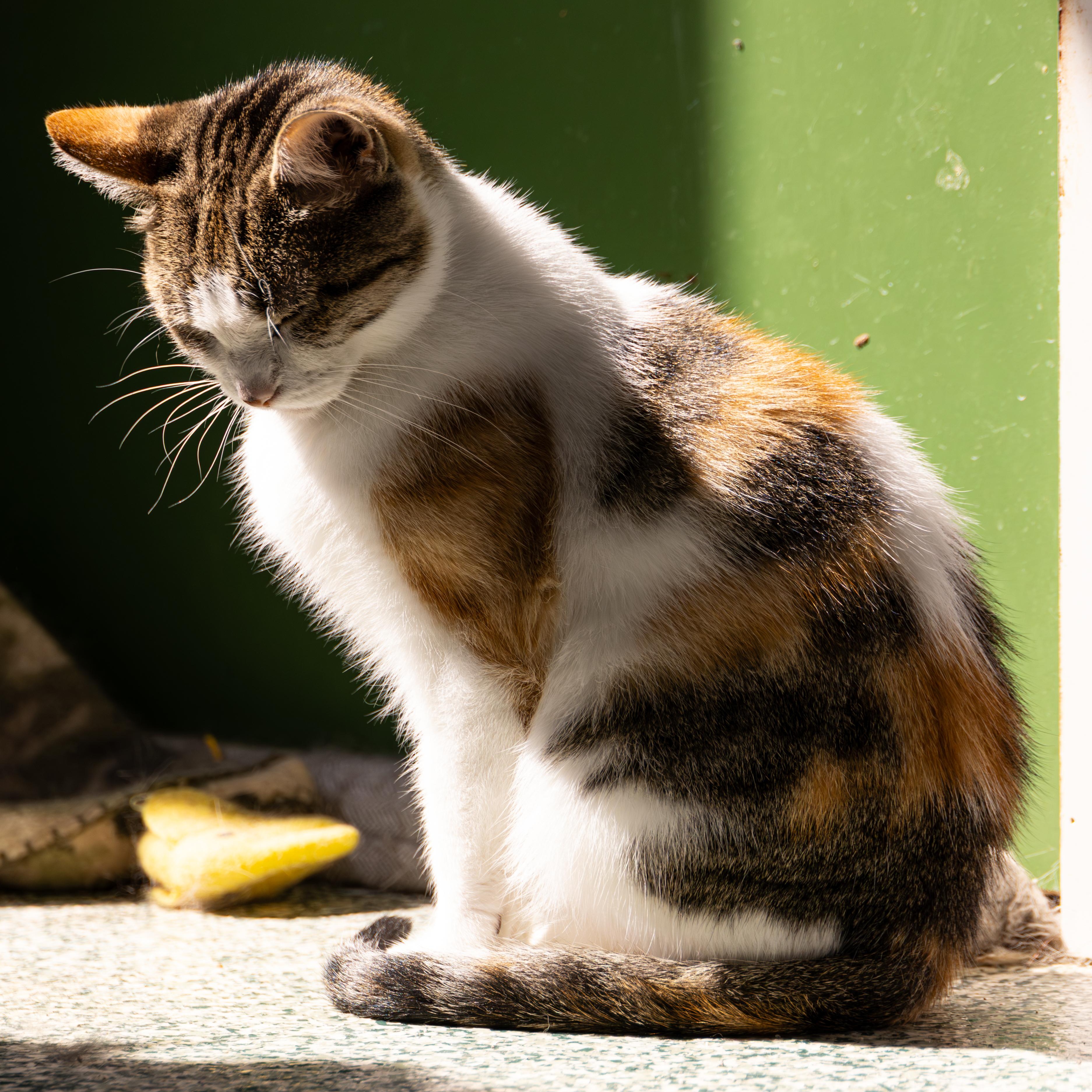 Sheila - Adoption Fee Sponsored!, an adoptable Domestic Short Hair in Richland Center, WI, 53581 | Photo Image 2