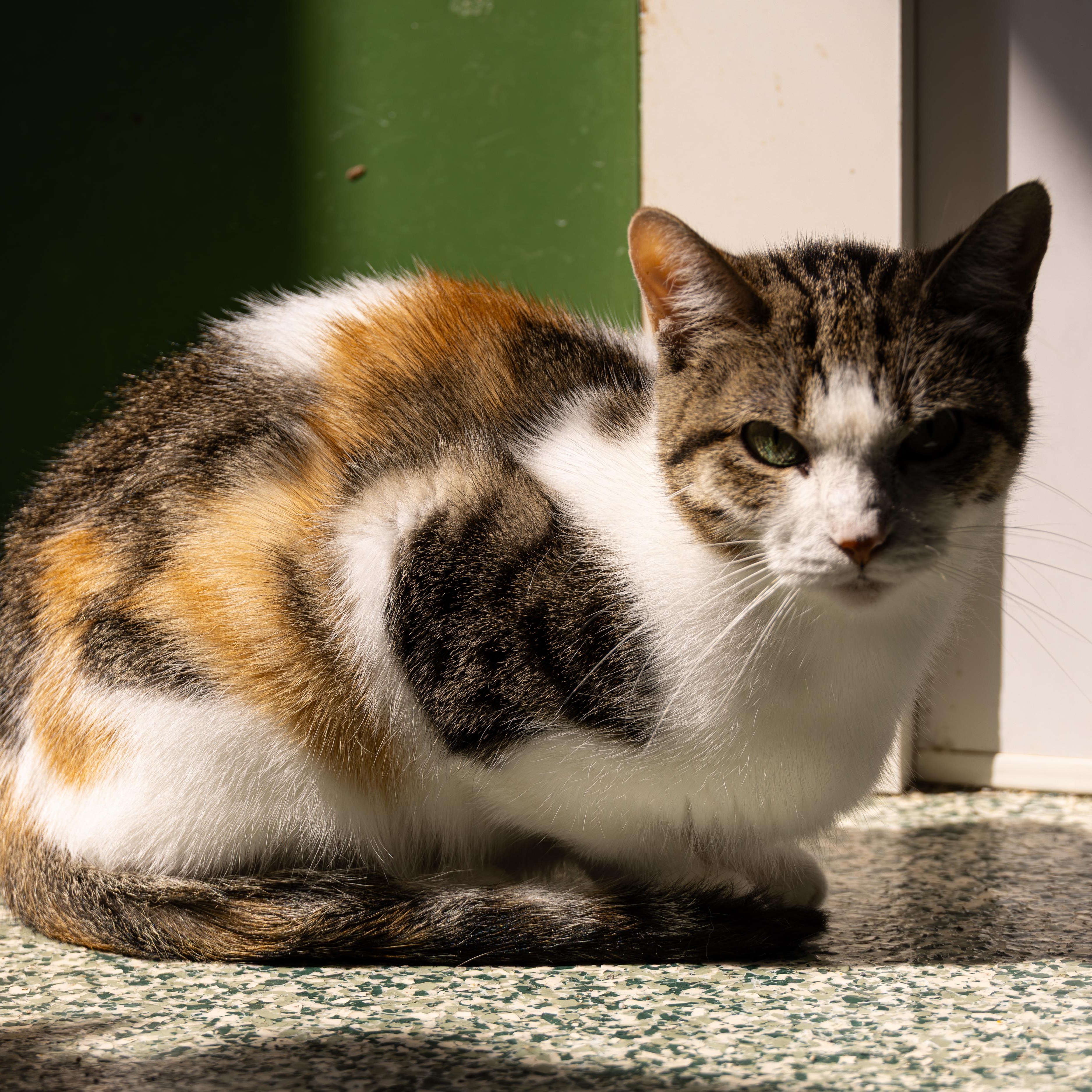 Sheila - Adoption Fee Sponsored!, an adoptable Domestic Short Hair in Richland Center, WI, 53581 | Photo Image 3