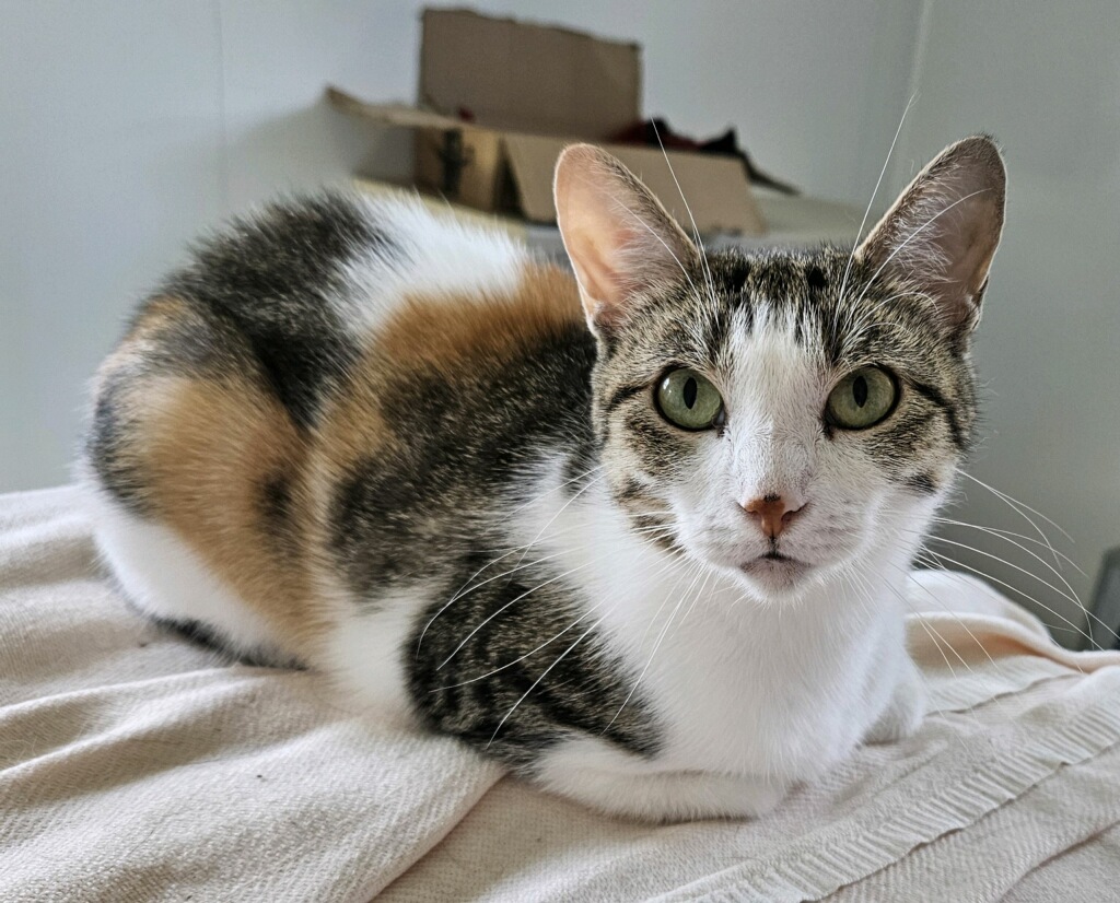 Sheila - Adoption Fee Sponsored!, a Adoptable Domestic Short Hair in Richland Center, WI image 5/6