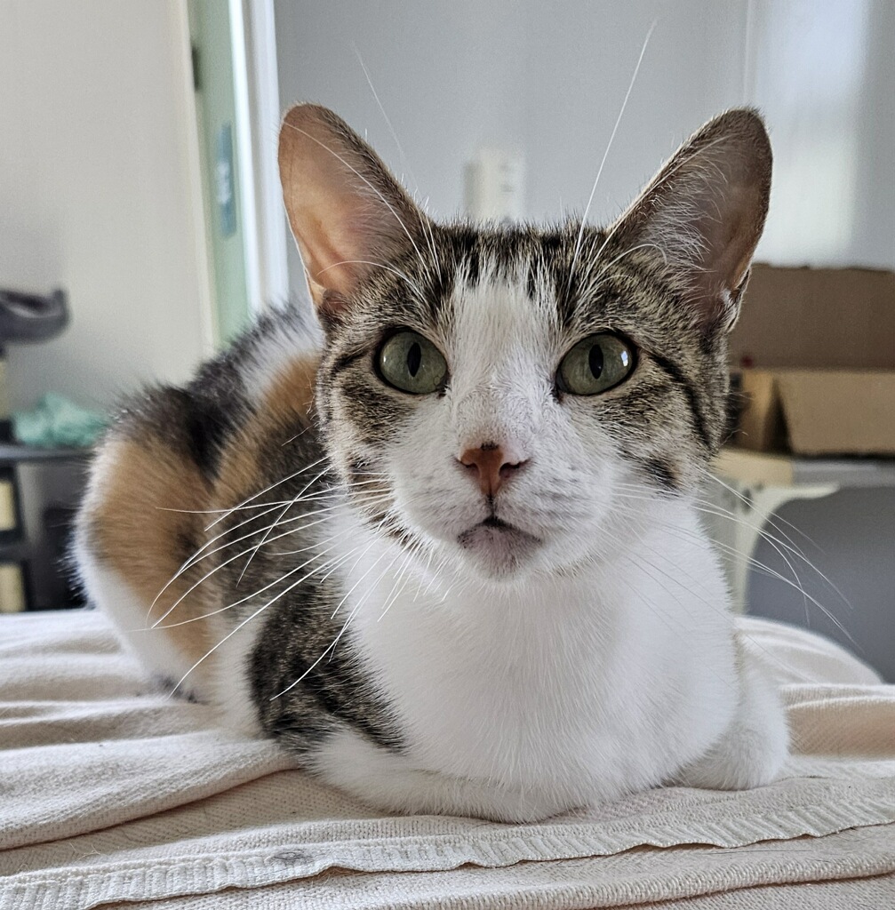 Sheila - Adoption Fee Sponsored!, a Adoptable Domestic Short Hair in Richland Center, WI image 4/6