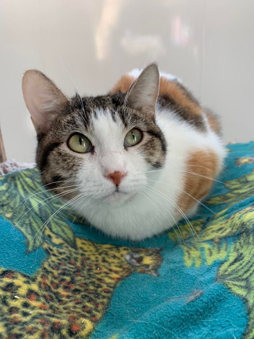 Sheila - Adoption Fee Sponsored!, a Adoptable Domestic Short Hair in Richland Center, WI image 6/6