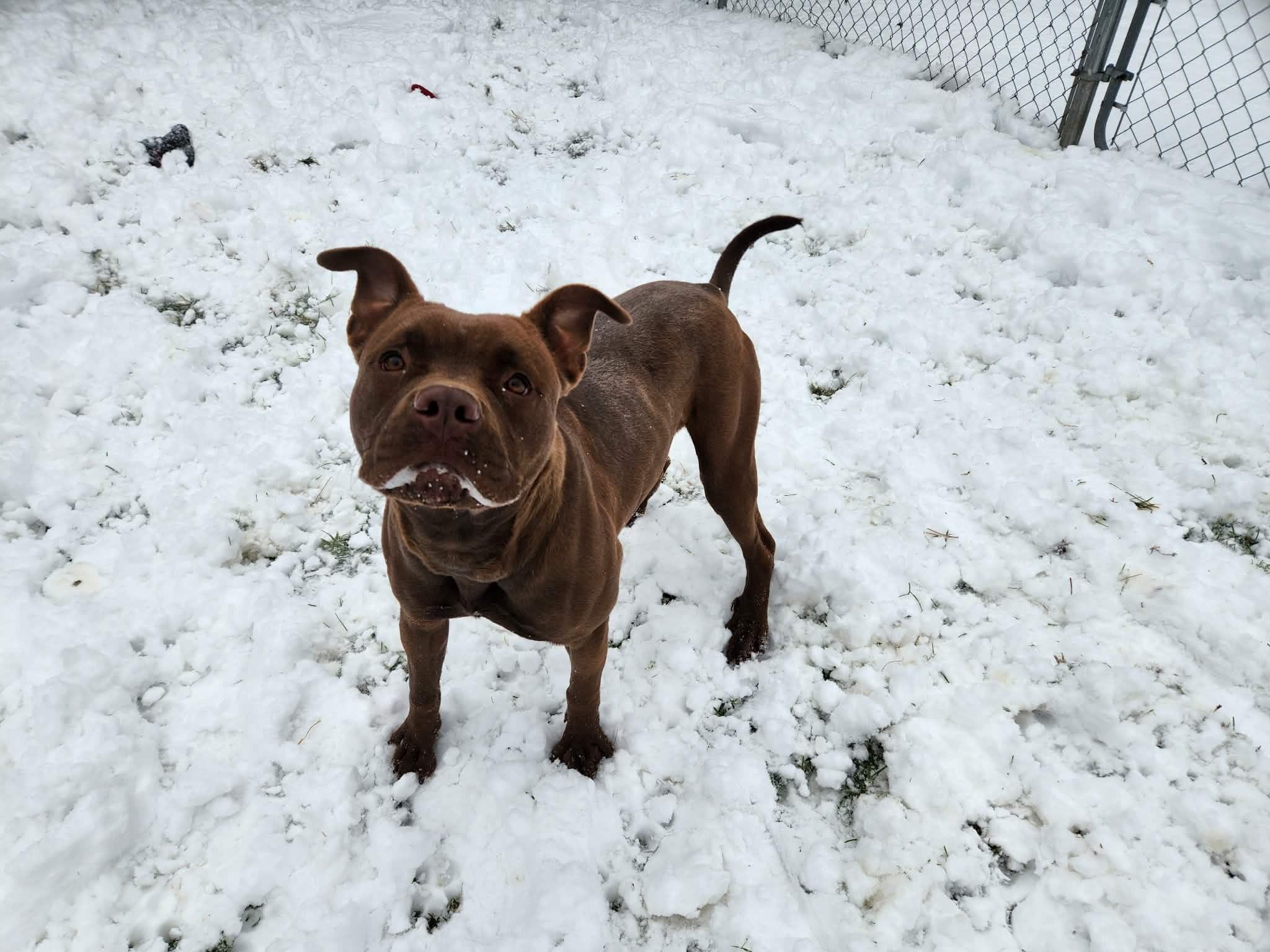 Enlarge Coco, a ADOPTABLE Pit Bull Terrier in Caro, MI image 1/2