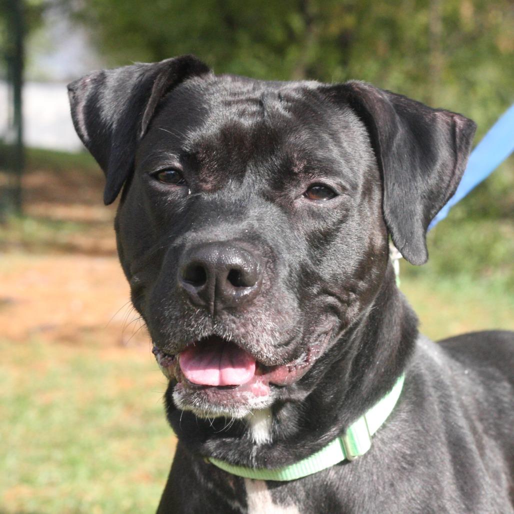 Enlarge Marvin, a Adoptable Mixed Breed in Allentown, PA image 1/6