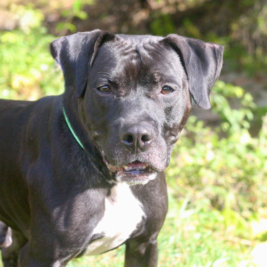 Enlarge Marvin, a Adoptable Mixed Breed in Allentown, PA image 2/6