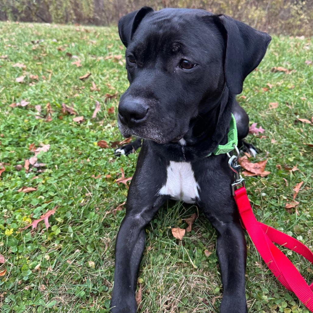 Enlarge Marvin, a Adoptable Mixed Breed in Allentown, PA image 4/6