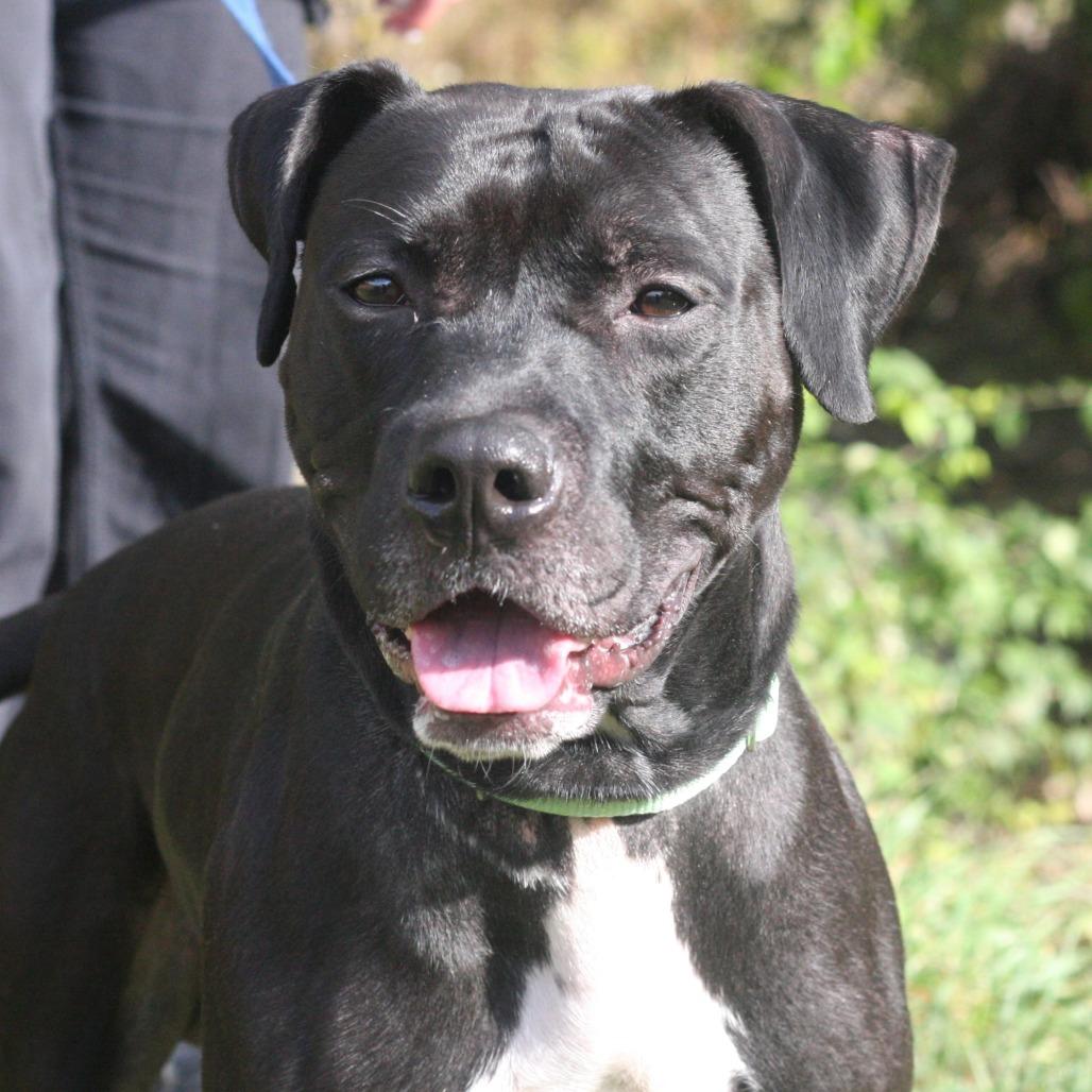 Enlarge Marvin, a Adoptable Mixed Breed in Allentown, PA image 5/6