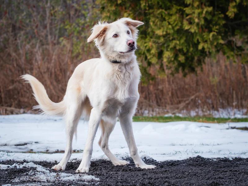Linus, Adoptable, Young Male Labrador Retriever.