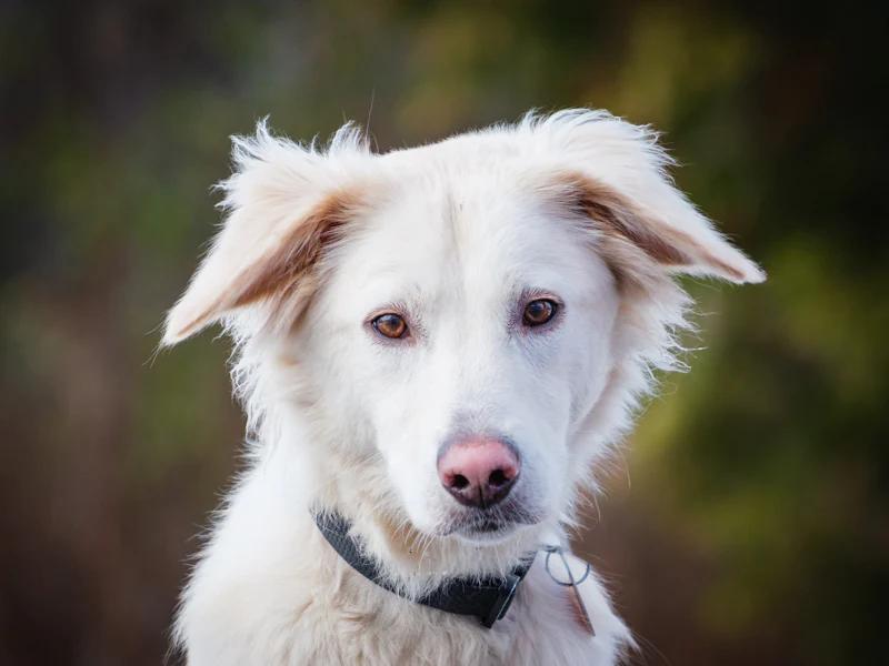 Linus, a Adoptable mixed breed in Pointe-Fortune, QC image 2/5