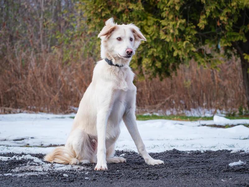 Linus, a Adoptable mixed breed in Pointe-Fortune, QC image 3/5