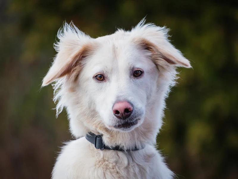 Linus, a Adoptable mixed breed in Pointe-Fortune, QC image 4/5