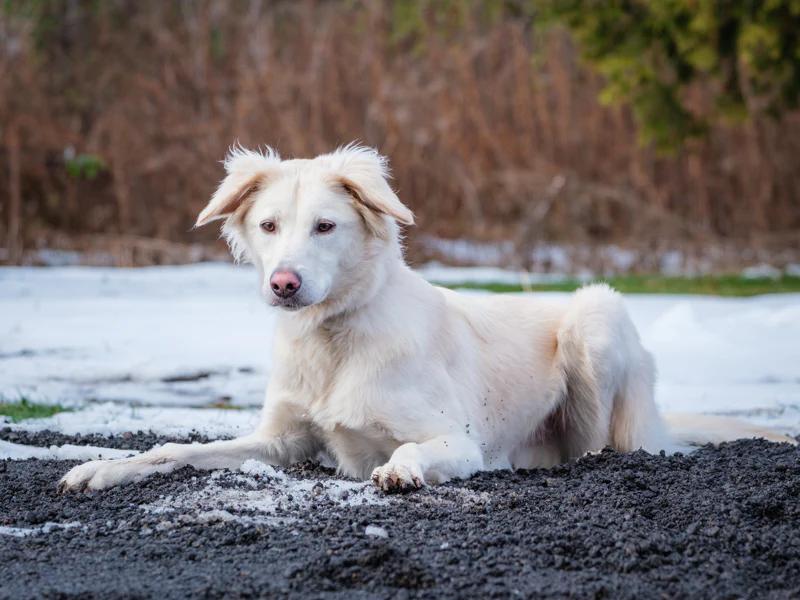 Linus, a Adoptable mixed breed in Pointe-Fortune, QC image 5/5