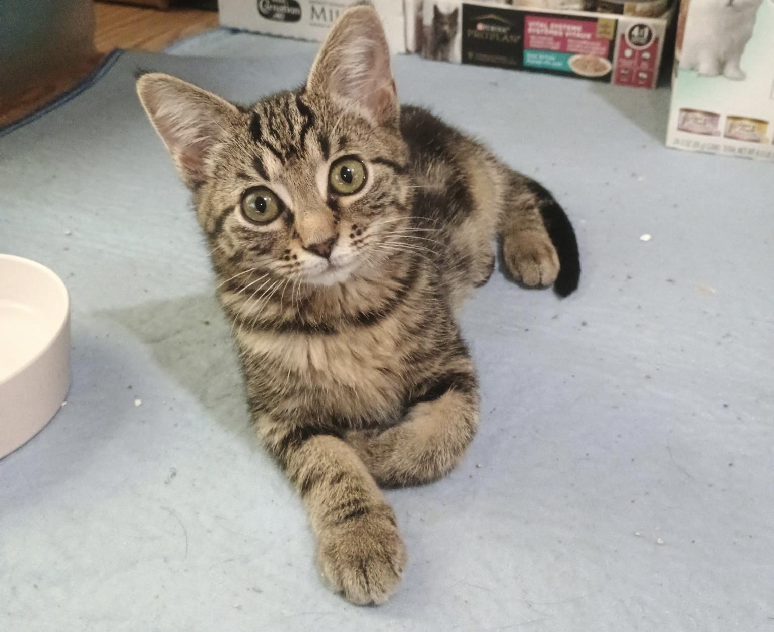 Velvet, an adopted Domestic Short Hair in Mabank, TX image 1/4