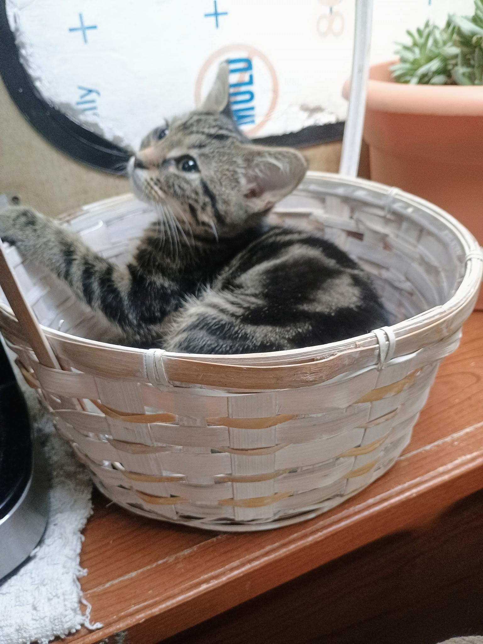 Velvet, an adopted Domestic Short Hair in Mabank, TX image 2/4