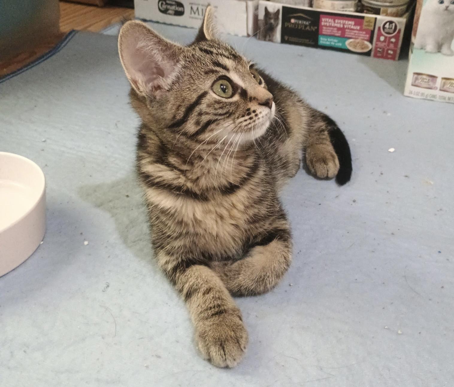 Velvet, an adopted Domestic Short Hair in Mabank, TX image 3/4