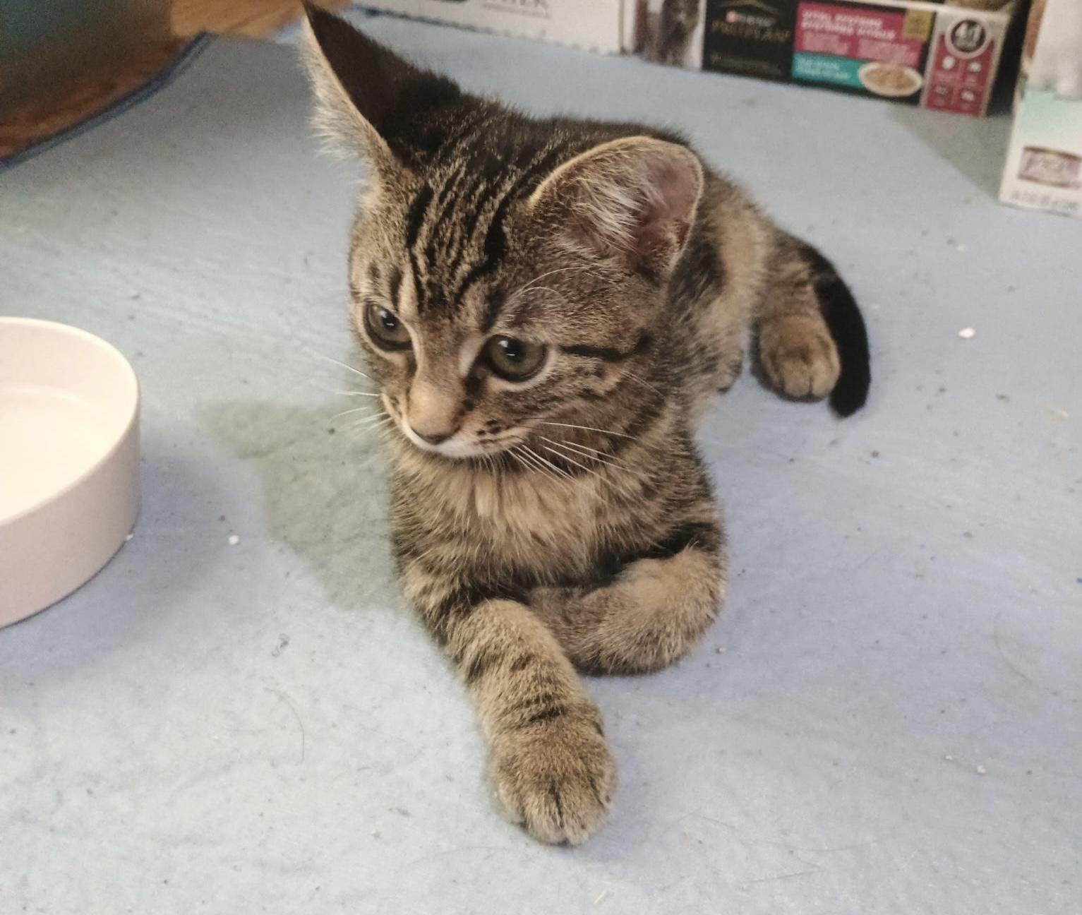 Velvet, an adopted Domestic Short Hair in Mabank, TX image 4/4