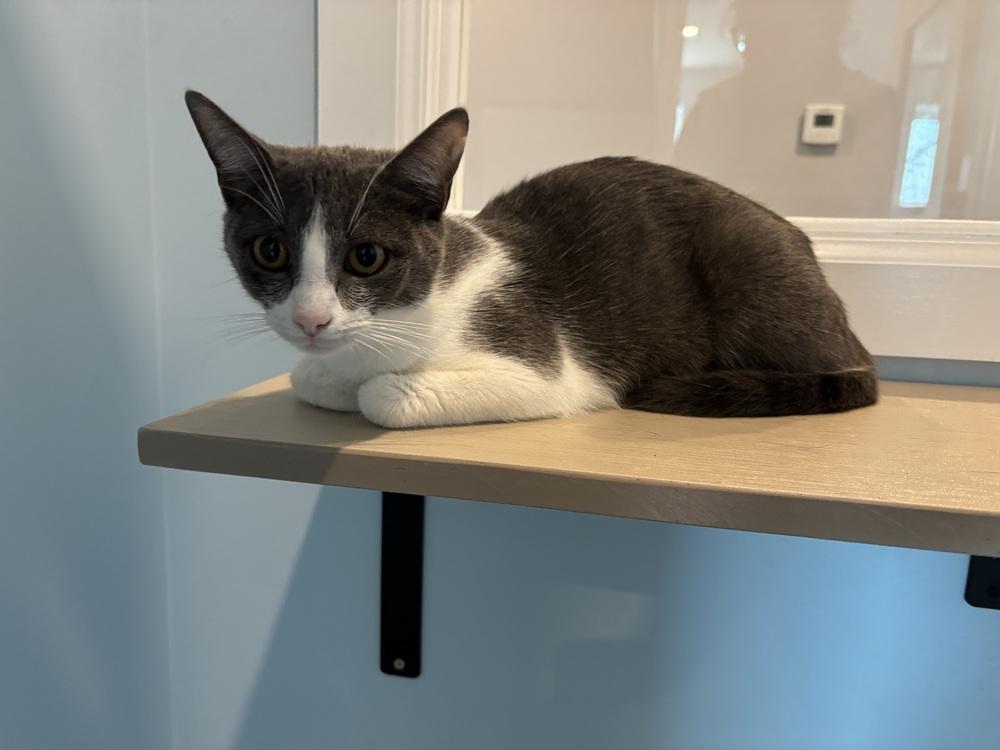 Renee, Adoptable, Adult Female Domestic Short Hair.