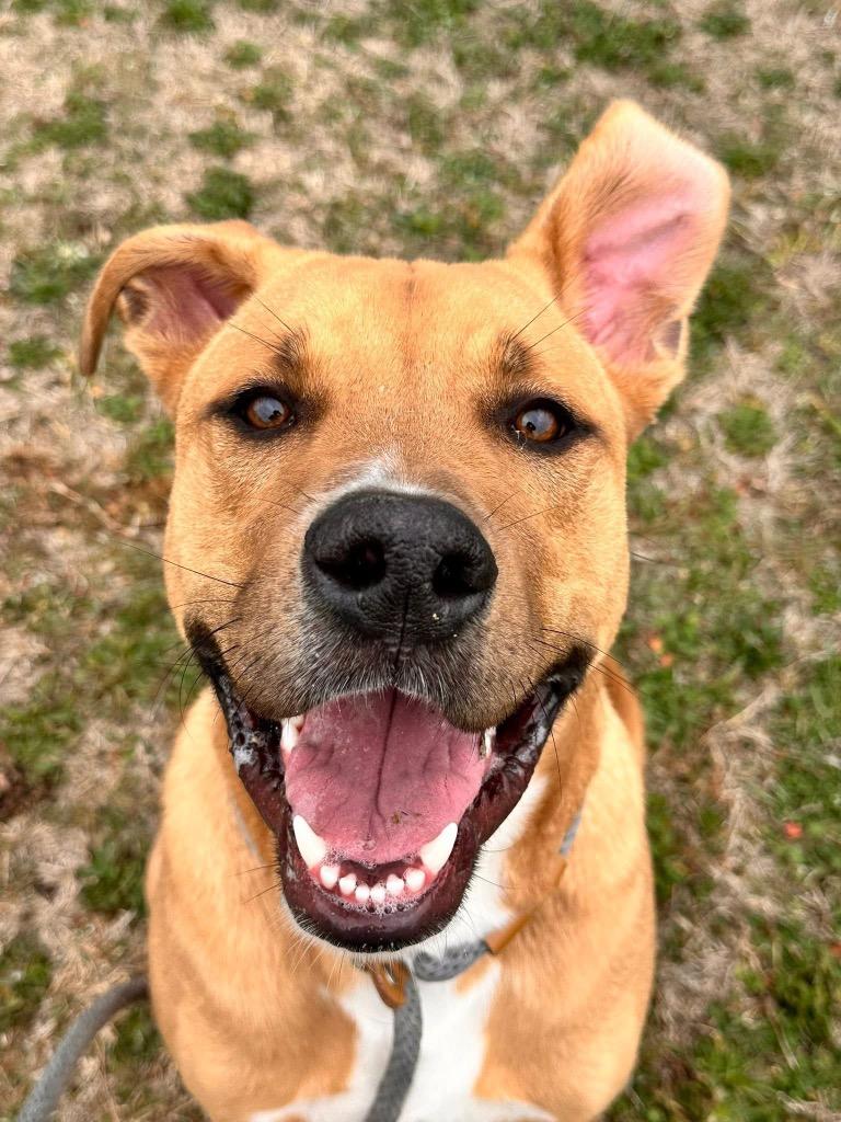 Ross, Adoptable, Young Male Labrador Retriever & Mixed Breed.