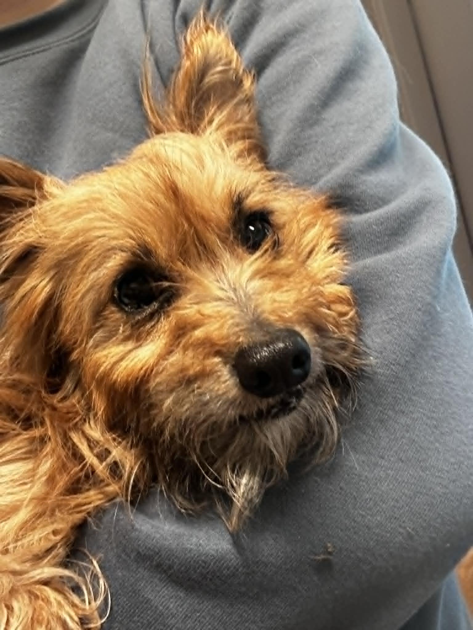 Enlarge Chuck, an adopted mixed breed in Friday Harbor, WA image 2/2