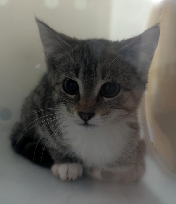 Sonic, Adoptable, Kitten Female Domestic Short Hair.