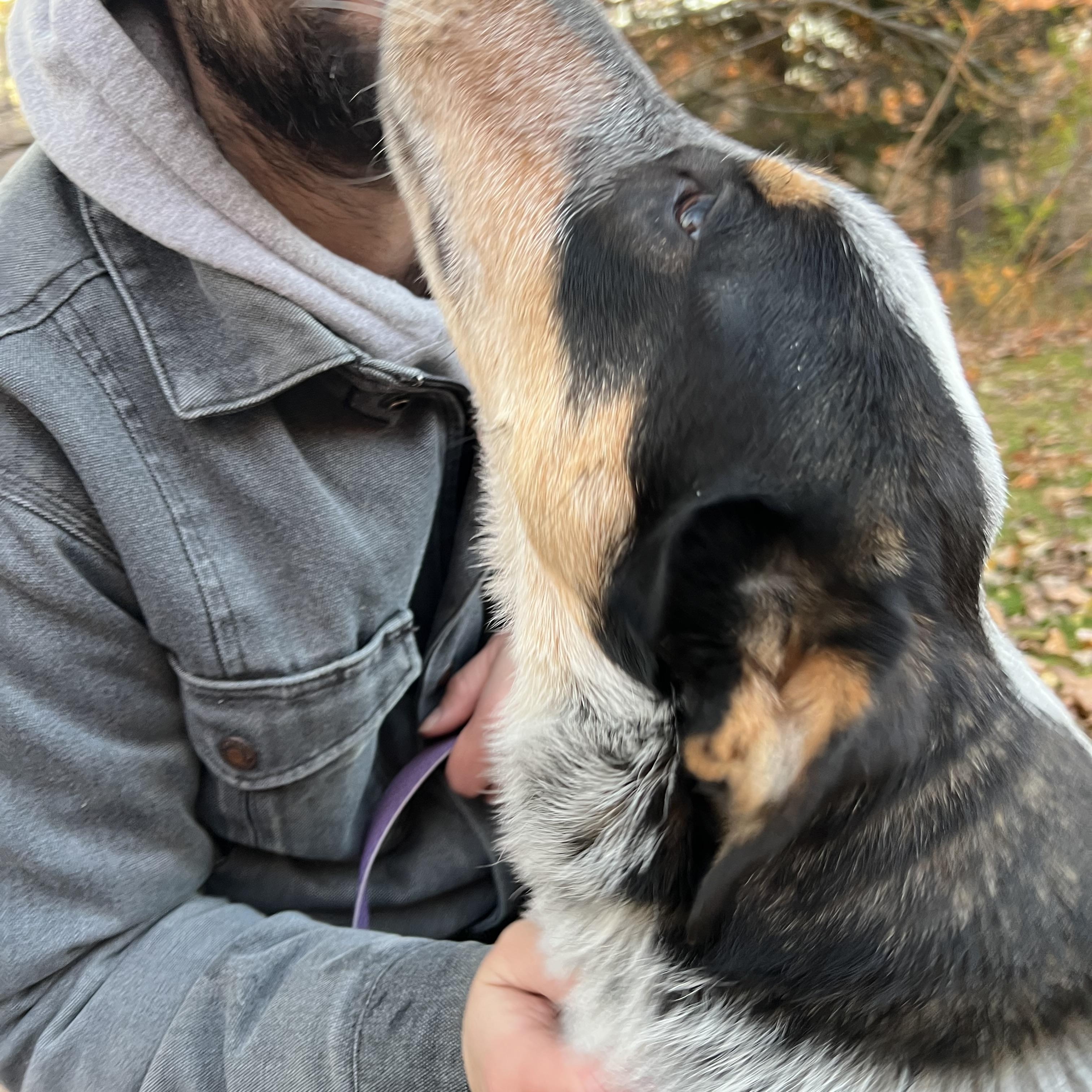 Brodie, an adoptable Mixed Breed in Bowdoin, ME image 1/6