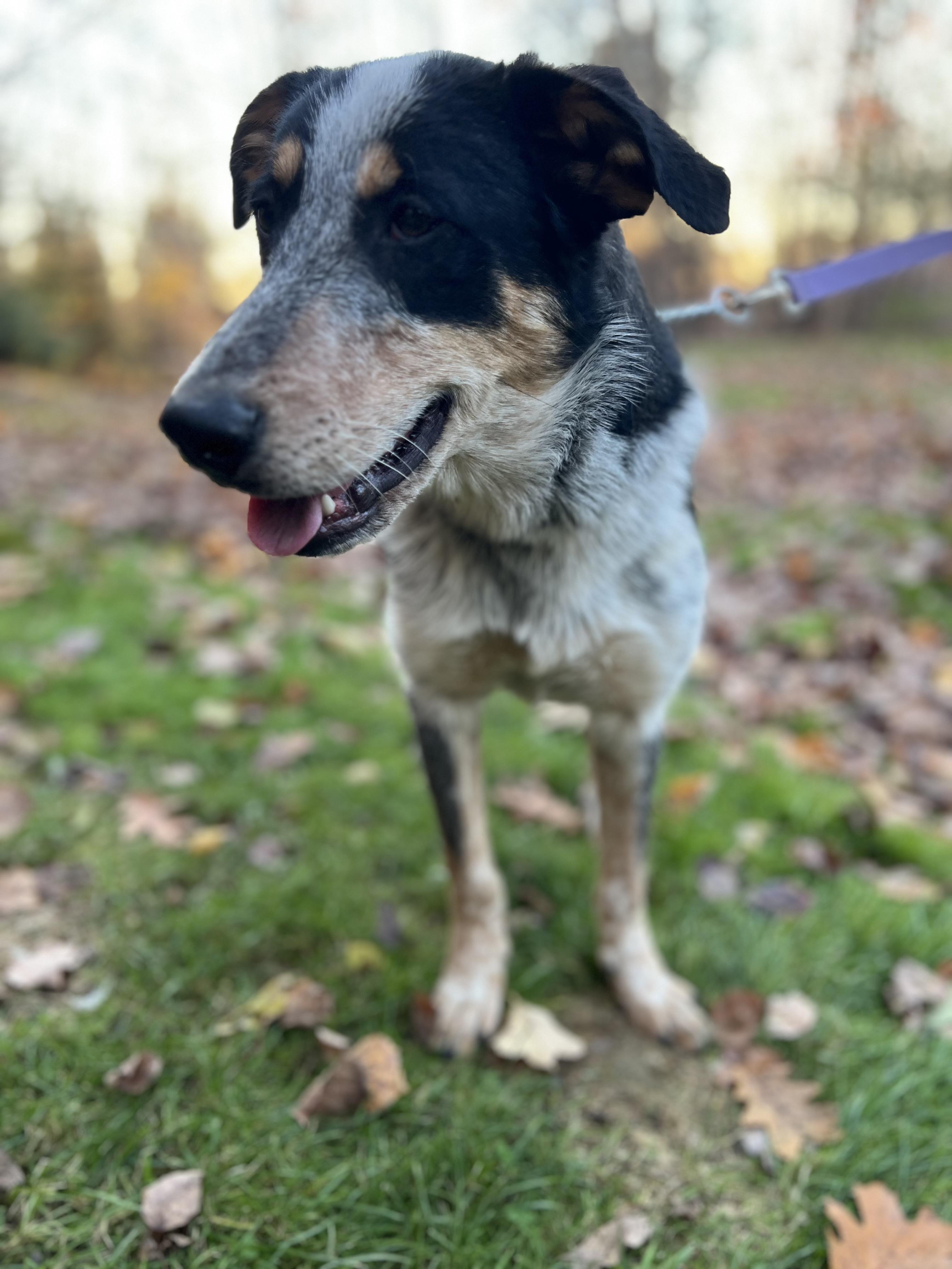 Brodie, an adoptable Mixed Breed in Bowdoin, ME image 4/6