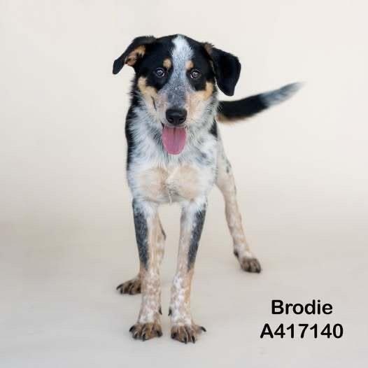 Brodie, an adoptable Mixed Breed in Bowdoin, ME image 3/6