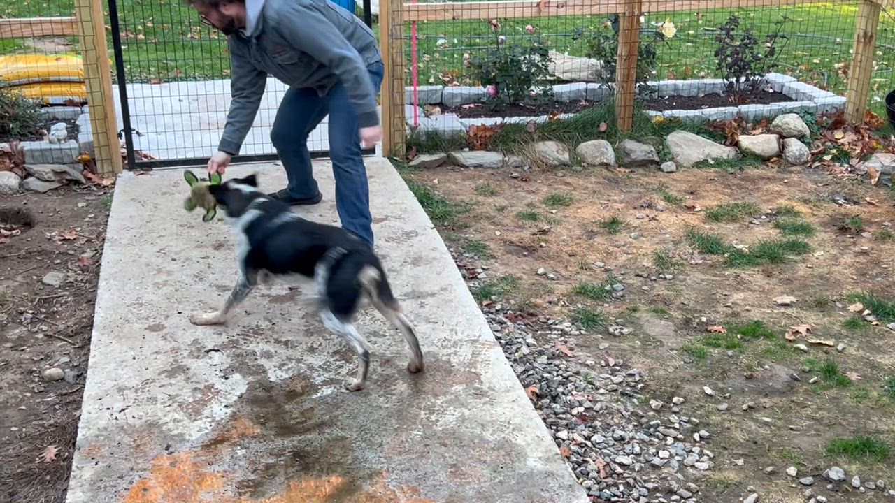 Enlarge Brodie, an adoptable Mixed Breed in Bowdoin, ME video 6/6