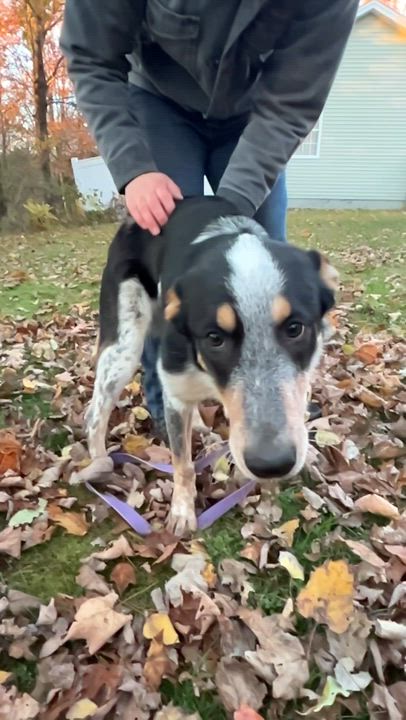 Enlarge Brodie, an adoptable Mixed Breed in Bowdoin, ME video 5/6