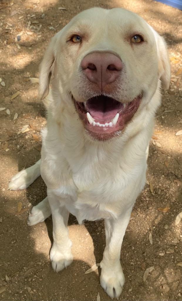 Plane, Adoptable, Adult Male Labrador Retriever & Mixed Breed.
