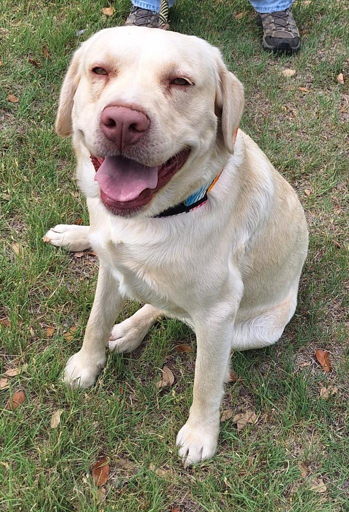 Enlarge Plane, a Adoptable mixed breed in Lockhart, TX image 2/4