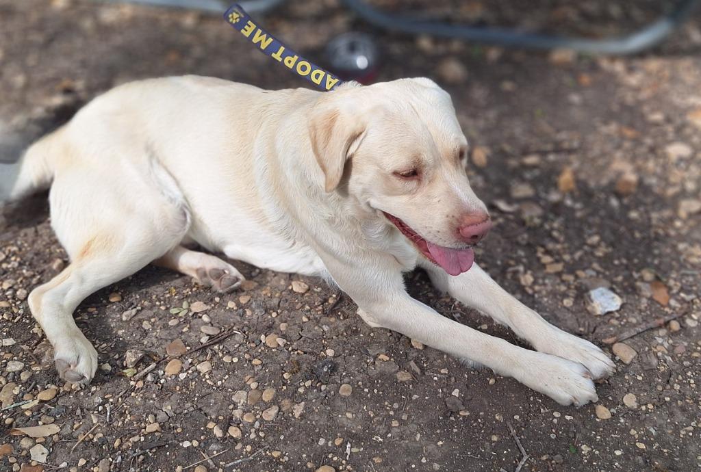 Enlarge Plane, a Adoptable mixed breed in Lockhart, TX image 3/4