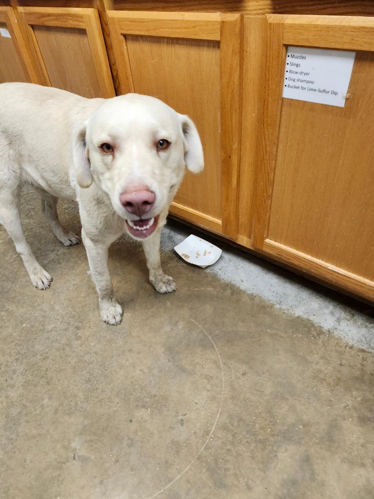 Enlarge Plane, a Adoptable mixed breed in Lockhart, TX image 2/2