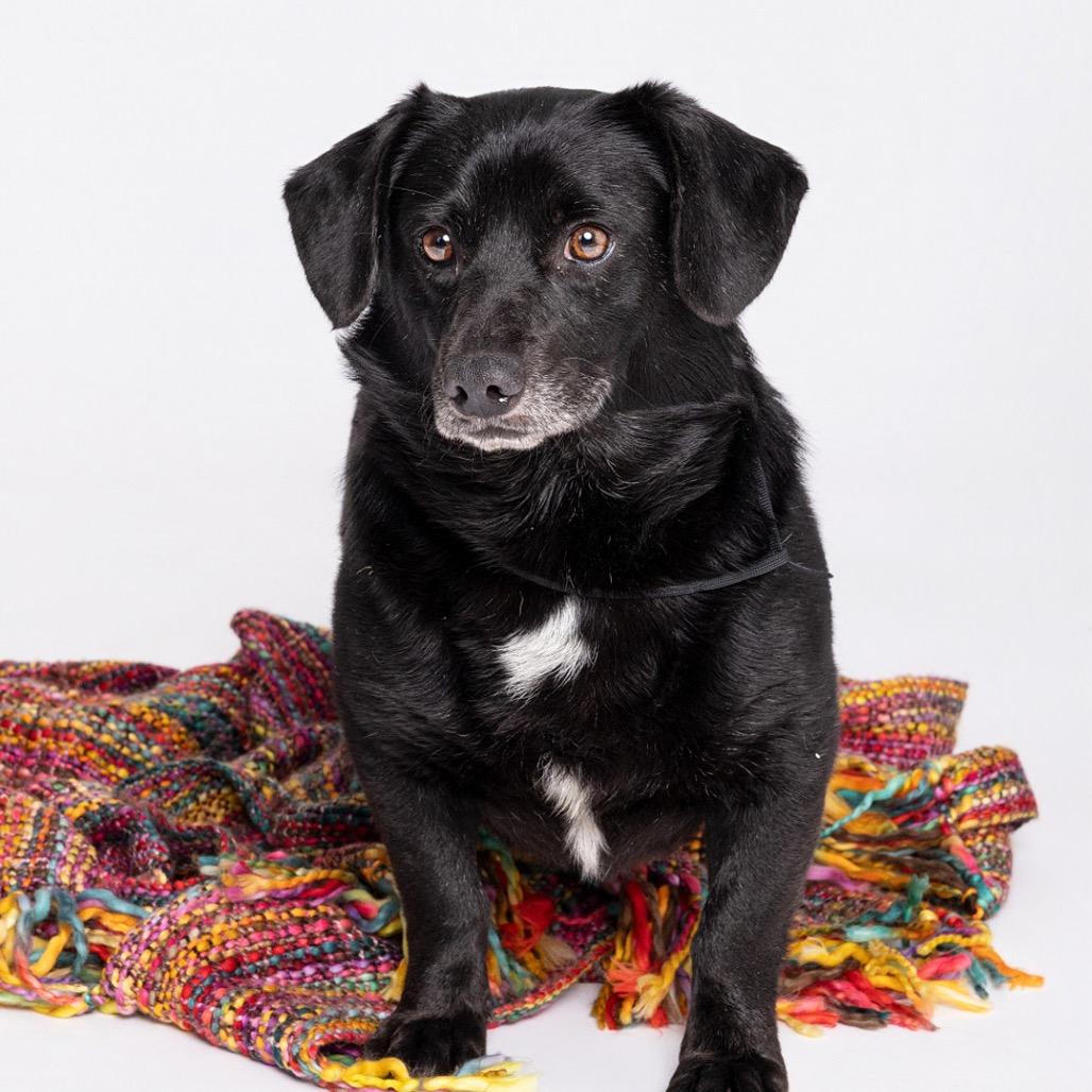 Enlarge Rye, a Adoptable Mixed Breed in Leander, TX image 1/3