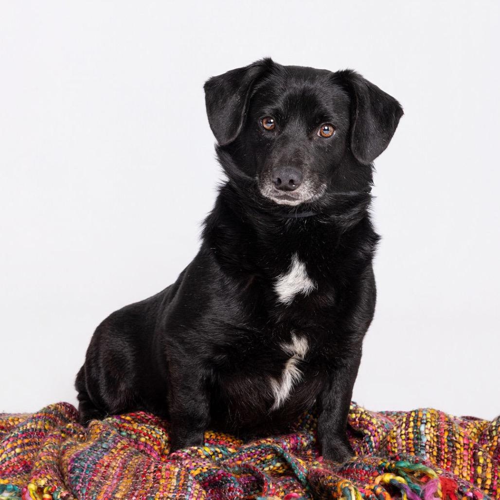 Enlarge Rye, a Adoptable Mixed Breed in Leander, TX image 2/3