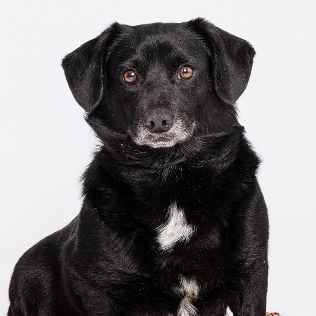 Enlarge Rye, a Adoptable Mixed Breed in Leander, TX image 3/3