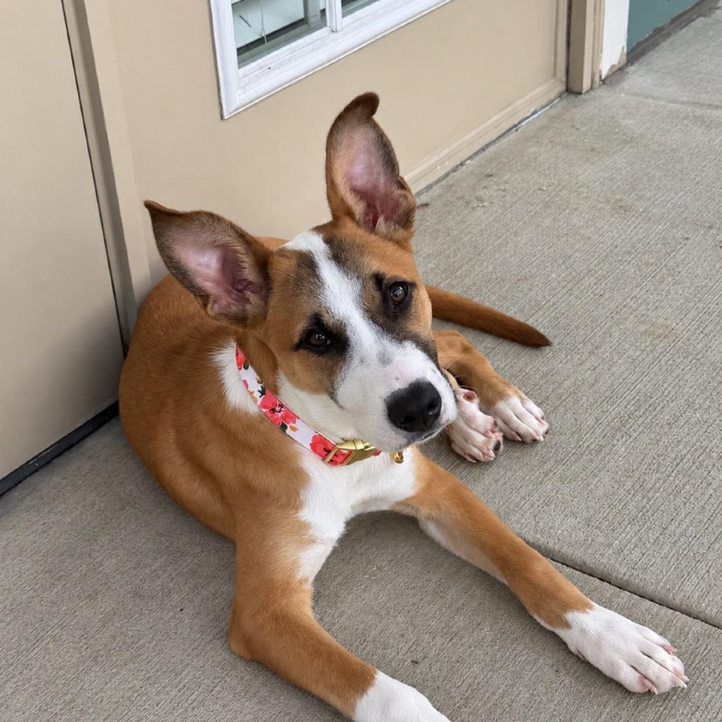 Enlarge Evie - In Foster, a Adoptable mixed breed in Alabaster, AL image 1/6